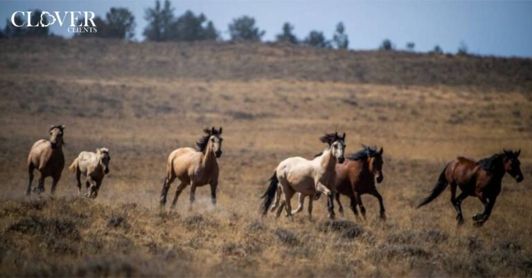 Benefit the Wild Horses