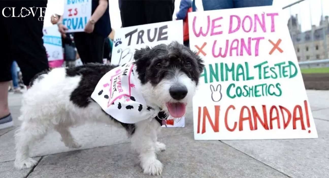 “Looking For Alternatives”- Canada Bans Cosmetic Testing on Animals.