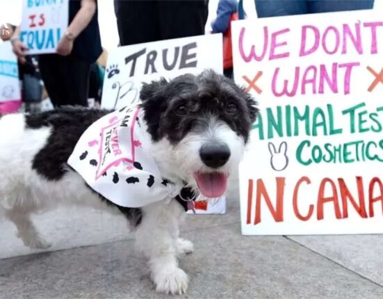 “Looking For Alternatives”- Canada Bans Cosmetic Testing on Animals.