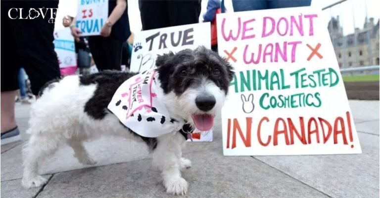 “Looking For Alternatives”- Canada Bans Cosmetic Testing on Animals.