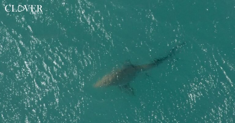 New York, Shark Attacks, Drones.