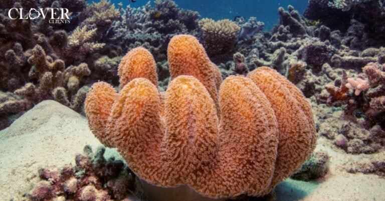 UNESCO Removes The Great Barrier Reef From “Risk” List