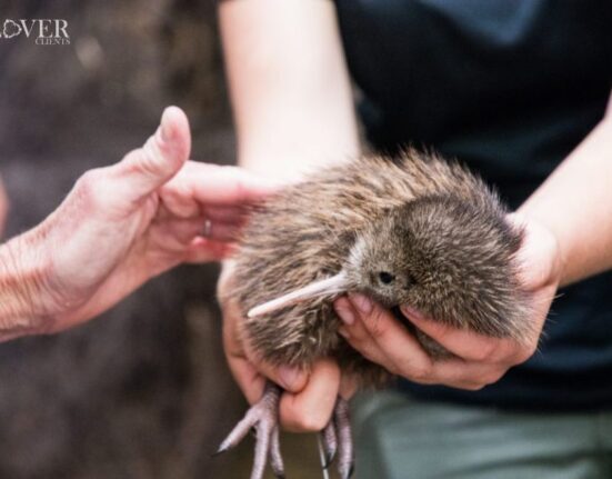 Kiwi birds born in over a century