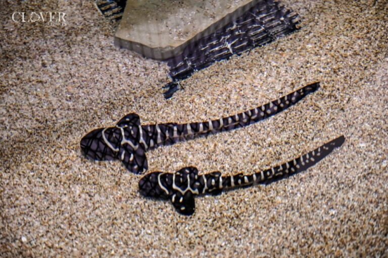 Zebra Sharks